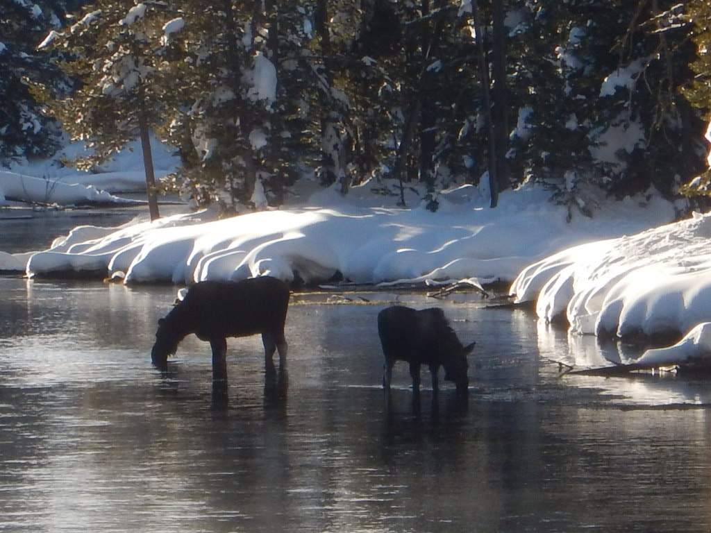 Beautiful scenery on a club ride. Two moose in a river.